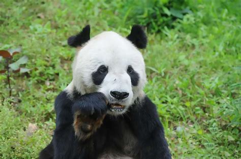 Worlds Oldest Male Panda Is Dead At 31