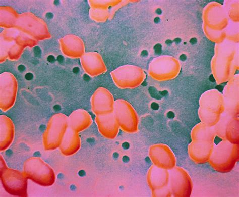 Streptococcus Pneumoniae Bacteria Photograph By Cnri Fine Art America