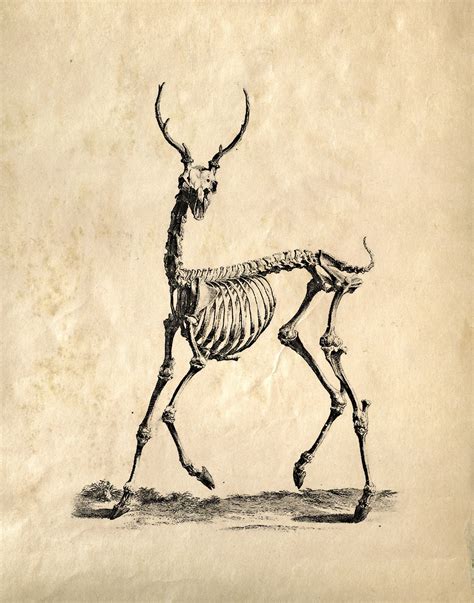Vintage Science Animal Anatomy Study Deer Skeleton Educational