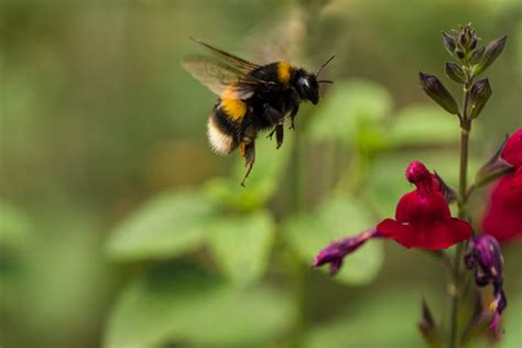 Bumblebee Bug Flying