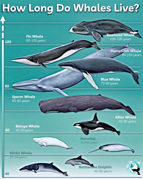 How Long Do Whales Live