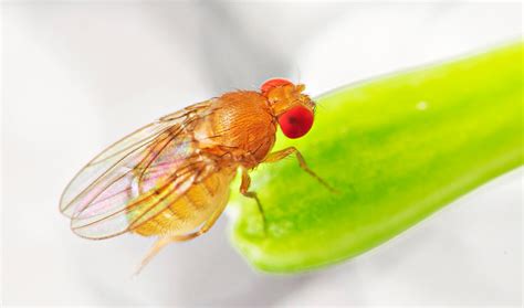 Fruit Flies Choose Food Over Sex When Deprived Of Both Inside Science