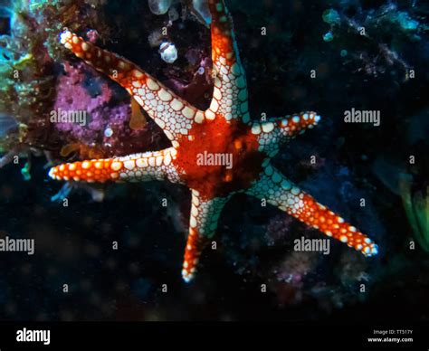 Marbled Sea Star Hi Res Stock Photography And Images Alamy