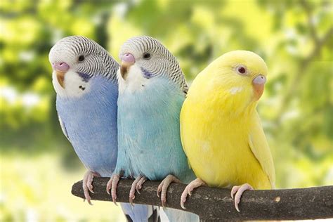 Budgie Animal Facts For Kids Characteristics And Pictures