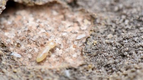 No One Left Behind Worker Termites Rescue Larvae Youtube