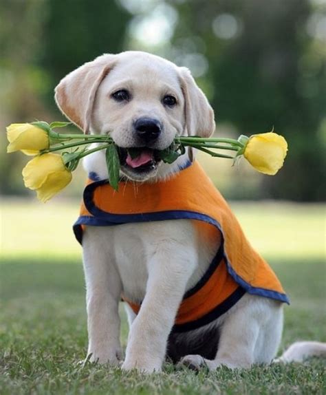 Guide Dog Puppy Cutest Paw Animal Pinterest