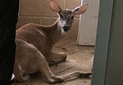 Deer Attacks Woman After She Hits It With Suv