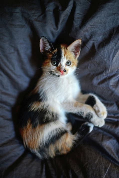 Calico Kitten Ubicaciondepersonascdmxgobmx