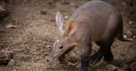 Aardvark Animal Facts Orycteropus Afer A Z Animals