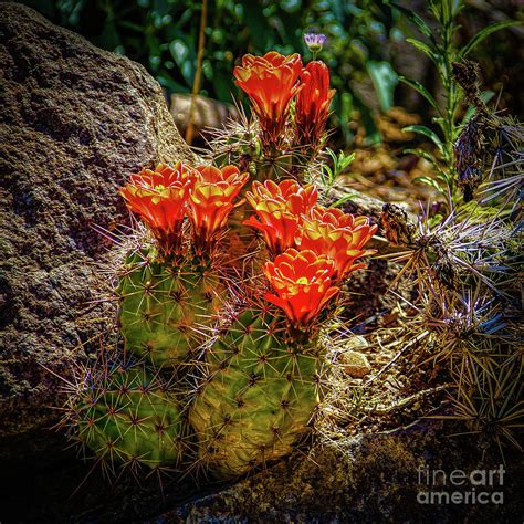 Blooming Cacti Photograph By Jon Burch Photography Fine Art America