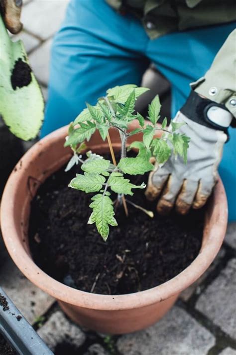 When To Transplant Tomato Seedlings Tips For A Successful Start