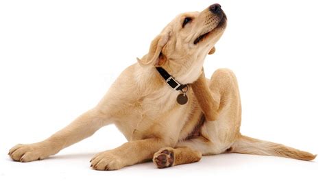 Its A Dogs World Tips For Treating Severe Itching In Dogs