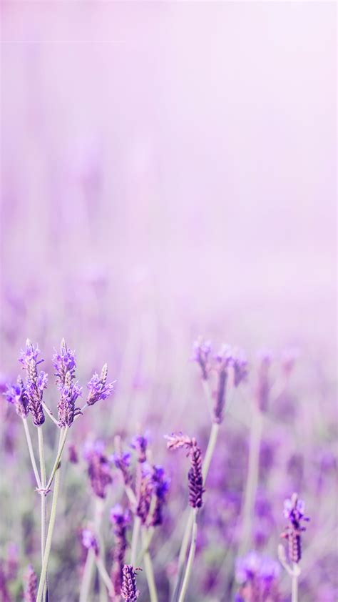 Lavender Purple Aesthetic Flower Message H5 Background Material
