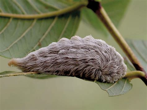 Puss Moth Caterpillar Delivers Powerful Sting Agriculture