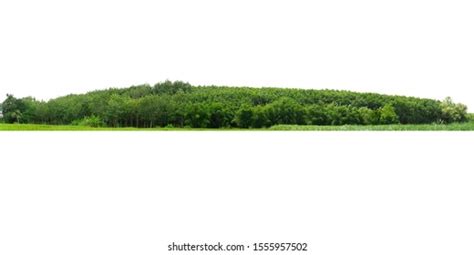644 Jungle Treeline Images Stock Photos And Vectors Shutterstock