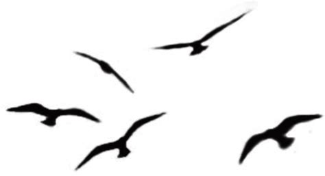 Zoom DiseÑo Y Fotografia Aves Volandoflyingbirdspájarosgaviotas