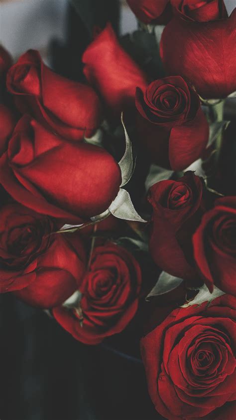 A Dozen Red Roses Iphone Wallpapers For Valentines Day