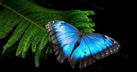Blue Morpho Butterfly Desktop Wallpaper 20744 Baltana Butterfly