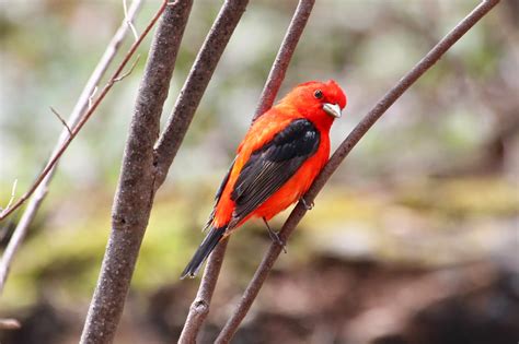 A Black Winged Red Bird