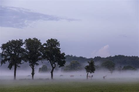 Landscape Of A Foggy Meadow Free Image Download