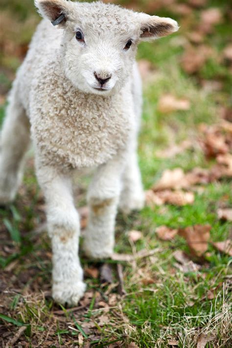 Cute Baby Lamb Photograph By Lara Morrison Pixels
