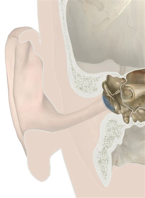 Middle Ear Ossicles