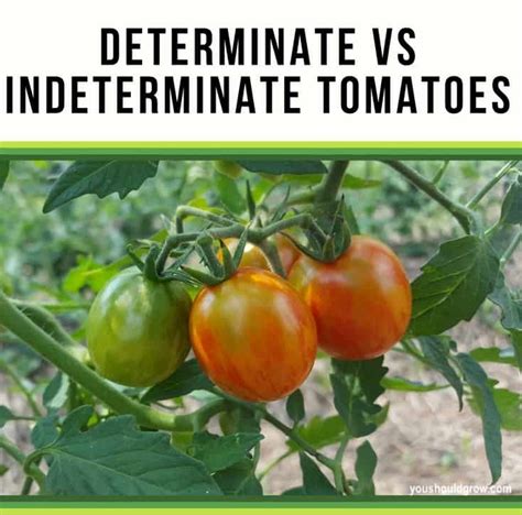 That's why they often ask should i grow determinate or indeterminate tomatoes? so, this is very important to choose the right tomato varieties before you start gardening. How To Care For Determinate vs Indeterminate Tomatoes ...