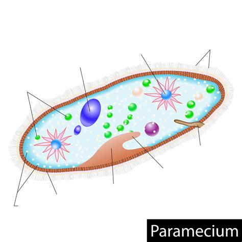 Paramecium Labelled Diagram Class 8