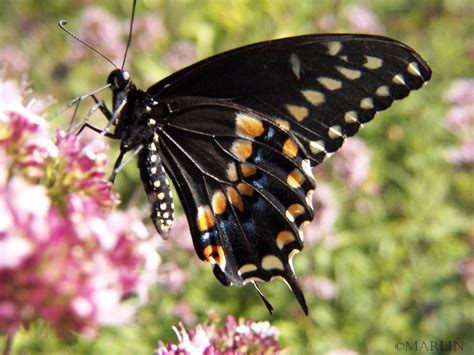 Black Swallowtail Butterfly North American Insects And Spiders