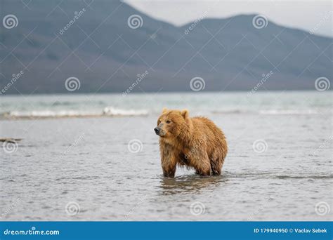Ruling The Landscape Brown Bears Of Kamchatka Stock Photo Image Of