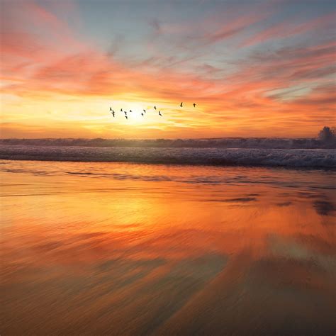 Sunset Sea Nature Orange Summer Sky Bird Ipad Air Wallpapers Free Download