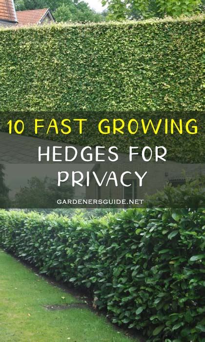 10 Fast Growing Hedges For Privacy Gardeners Guide Fast Growing