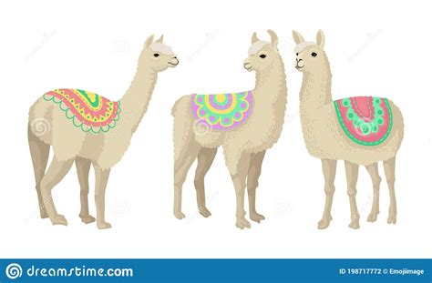 White Wooly Llama Or Alpaca As Domesticated South American Camelid