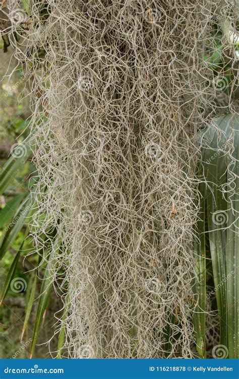 Close Up Of Spanish Moss Hanging Stock Photo Image Of Detail Vine