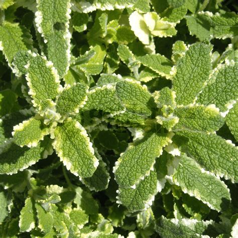 Mint Pineapple 1 Plant Garden Kitchen Herb For Cooking Plants