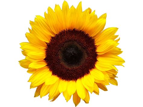Sunflower | Sunflower flower, Sunflower wallpaper, Sunflower pictures