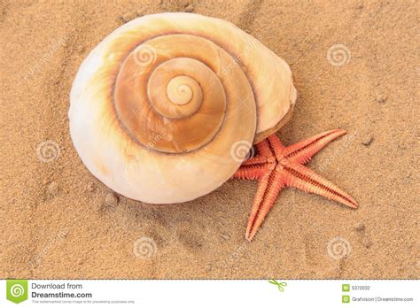 Seashell Stock Photo Image Of Holiday Aquatic Marine