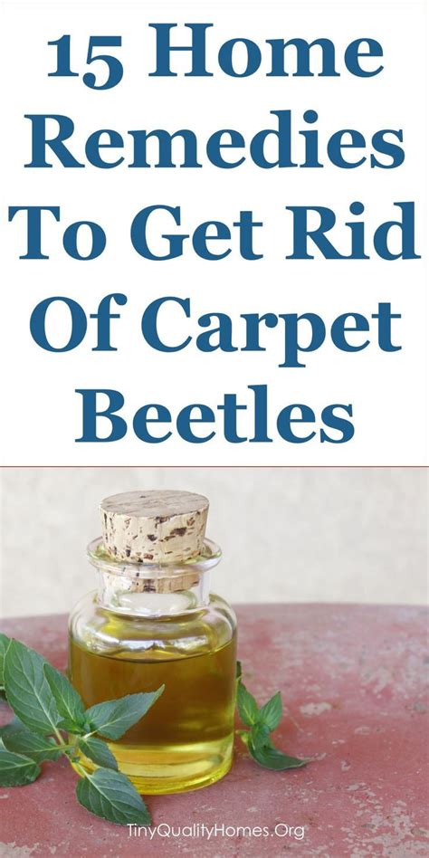 15 Quality Home Remedies To Get Rid Of Carpet Beetles: This Guide