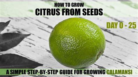 How To Grow Citrus Tree From Seed A Step By Step Guide Day 0 25