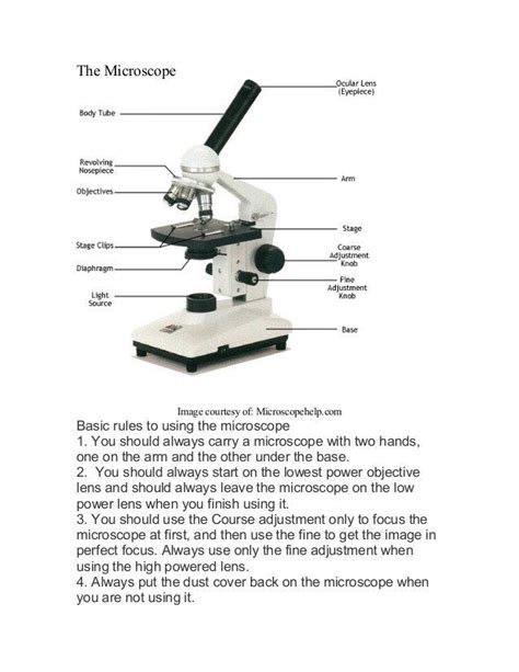 Microscope Basics Worksheet Answers