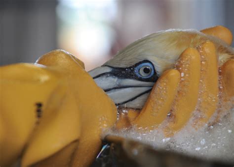 Rescuing Oiled Birds Leave It To The Experts Noaa S Office Of