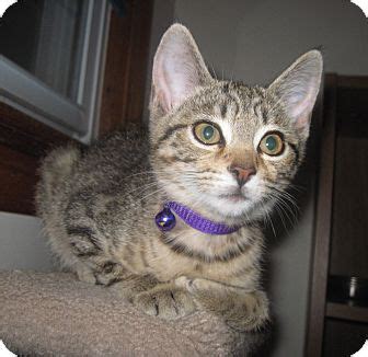 Why go to a dog breeder, cat breeder or pet store to buy a dog or buy a cat. Cleveland, OH - Domestic Shorthair. Meet Cannoli a Kitten ...