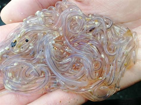 96% of our graduates are in relevant employment or further study six months after graduation, securing jobs in. Scientists study eels by moonlight | NIWA