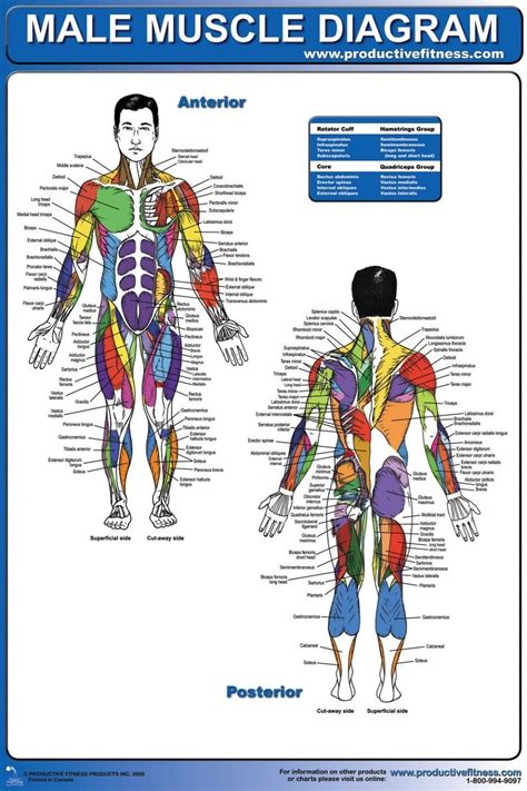Muscle Diagram Diagrame