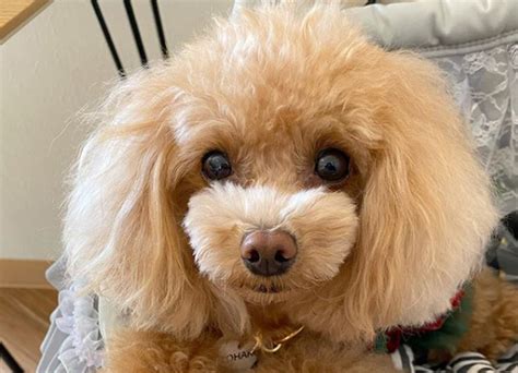 45 Most Popular Toy Poodle Dog Names Pupstoday