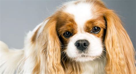 Cavalier King Charles Spaniel Dog Breed Information American Kennel Club