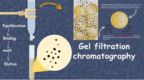 How Does Gel Filtration Chromatography Work Get Useful Career Skills