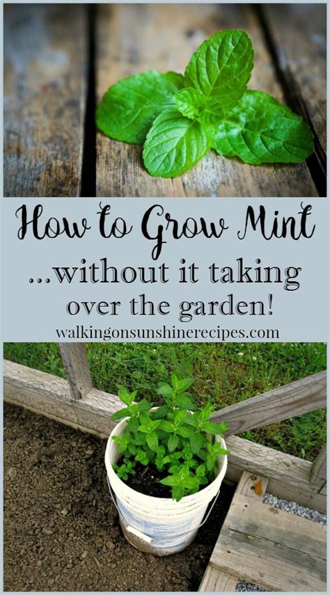 How To Grow Mint In Your Garden Without Spreading Walking On Sunshine