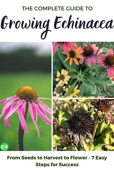 The Complete Guide To Growing Echinaceaconeflower From Seeds