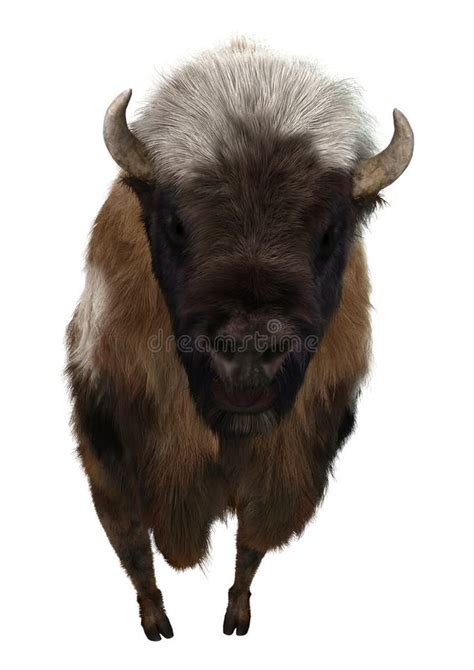 American Bison Stock Photo Image Of Mammal White Bison 52750956